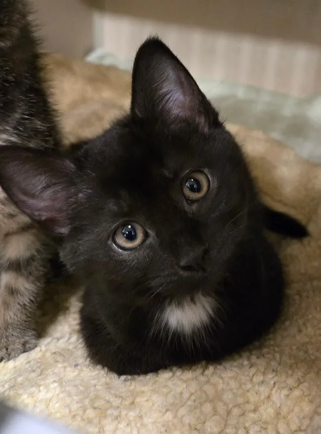 A baby medium-sized female Black Domestic Short Hair cat named Billie Jean for adoption in New Rochelle, NY