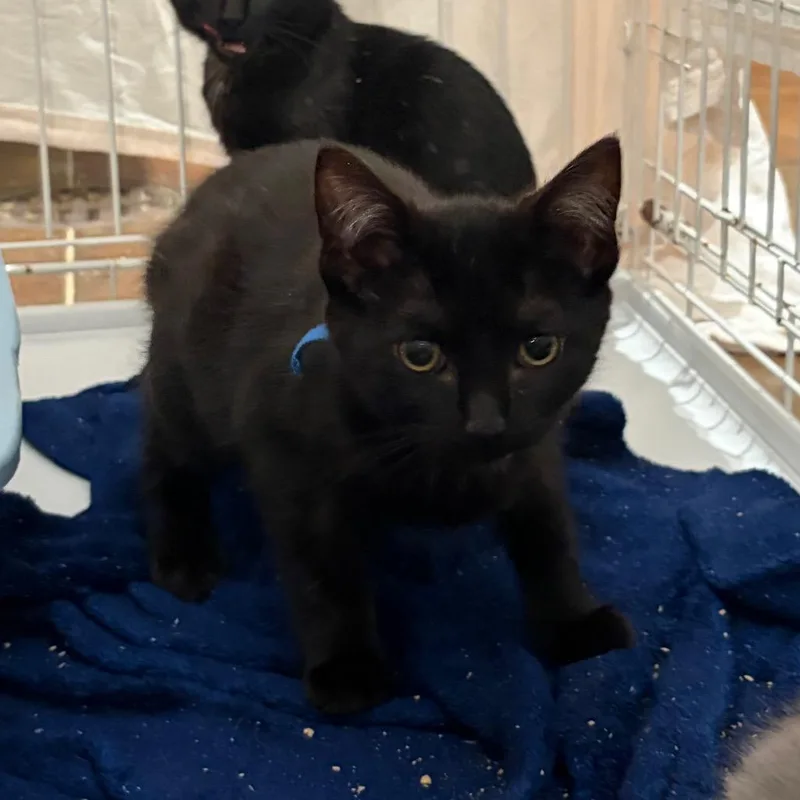 A baby small-sized female Domestic Short Hair cat named Zara for adoption in Cumming, GA