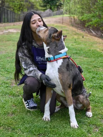 An adult extra large-sized male Mixed Breed dog named Quinton for adoption in Chamblee, GA