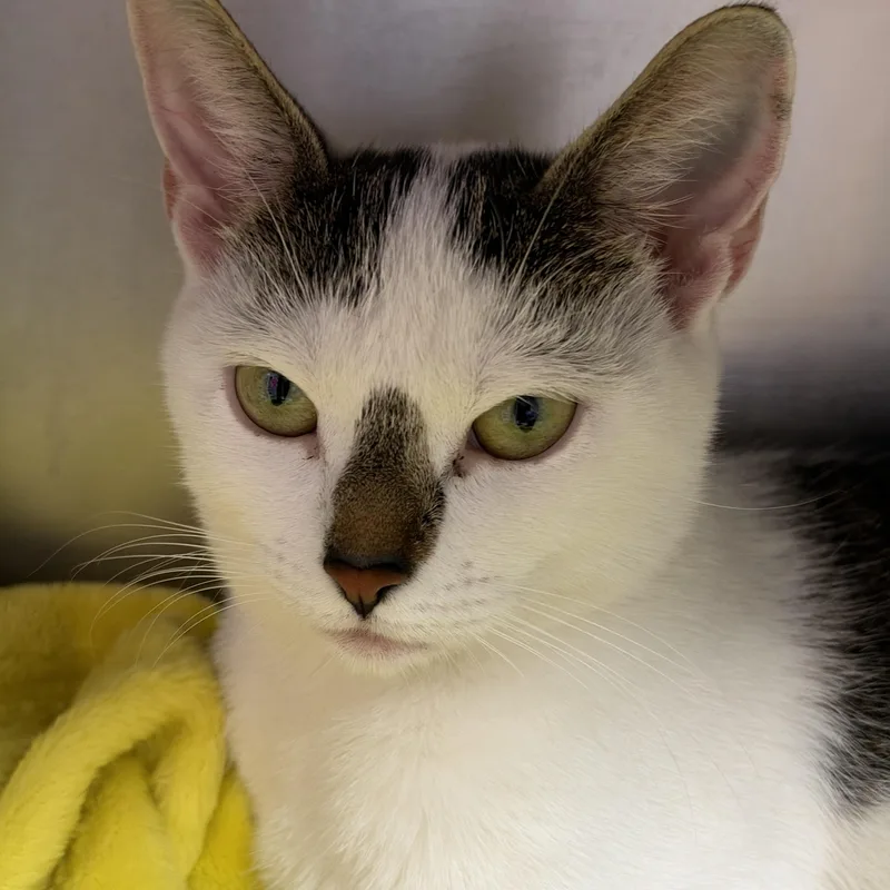 A young medium-sized female Domestic Short Hair cat named Zara for adoption in Clifton, NJ