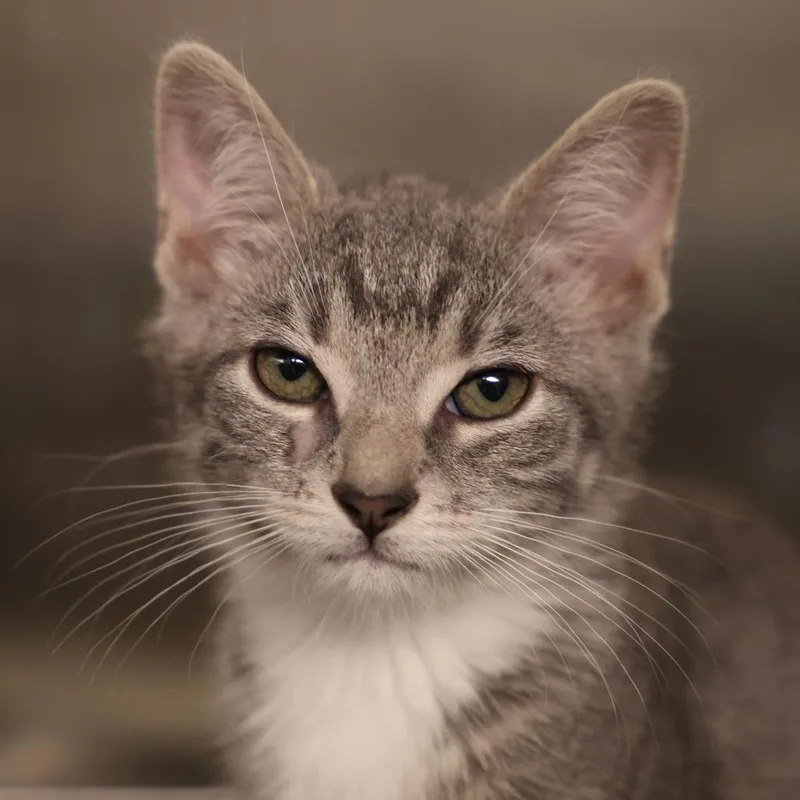 A baby small-sized male Gray / Blue / Silver Domestic Short Hair cat named Mochi for adoption in Briarcliff Manor, NY