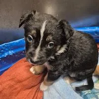 A baby small-sized male German Shepherd Dog dog named Ben for adoption in Sacramento, CA