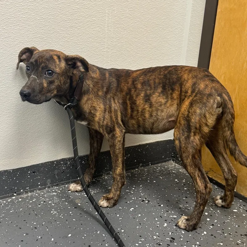 A young medium-sized female Brown / Chocolate Mixed Breed dog named Ferrari for adoption in Columbiana, AL