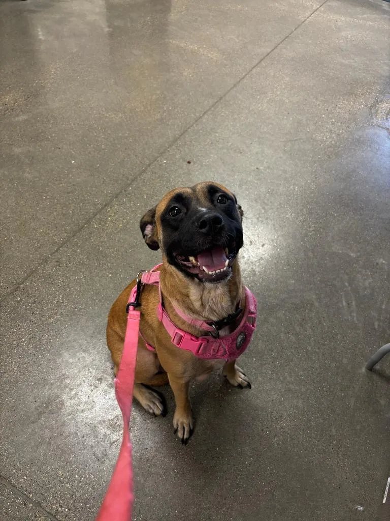 A young medium-sized female Pit Bull Terrier dog named Meka for adoption in Greenfield, IN