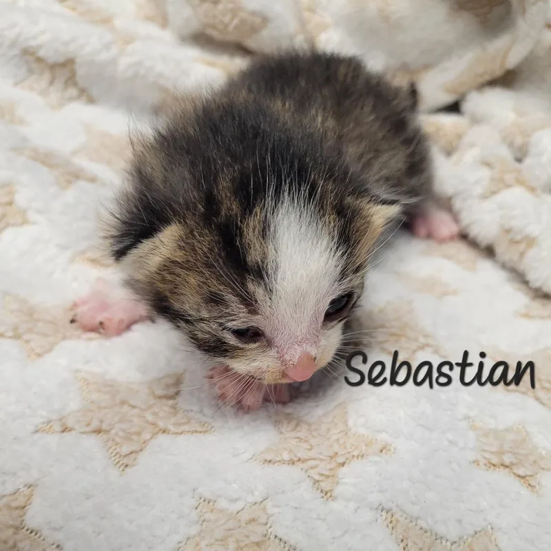 A baby small-sized male Brown / Chocolate Domestic Short Hair cat named Sebastian for adoption in Parkersburg, WV