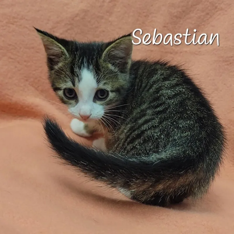 Sebastian thumbnail 2