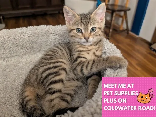 A baby small-sized female Domestic Short Hair cat named Maple for adoption in Fort Wayne, IN