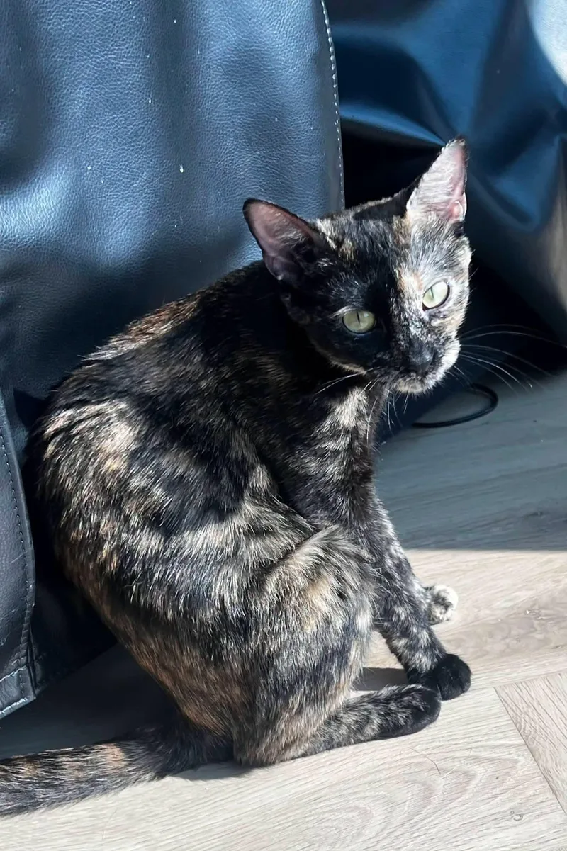 An adult small-sized female Tortoiseshell Domestic Short Hair cat named Bee for adoption in Sioux City, IA