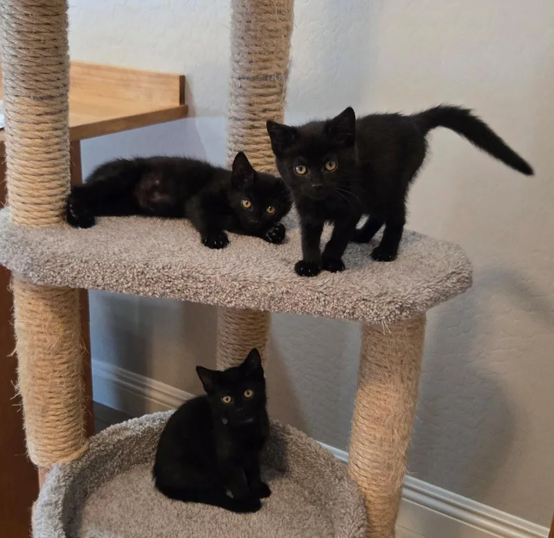 A baby medium-sized male Black Domestic Short Hair cat named Max for adoption in Queen Creek, AZ