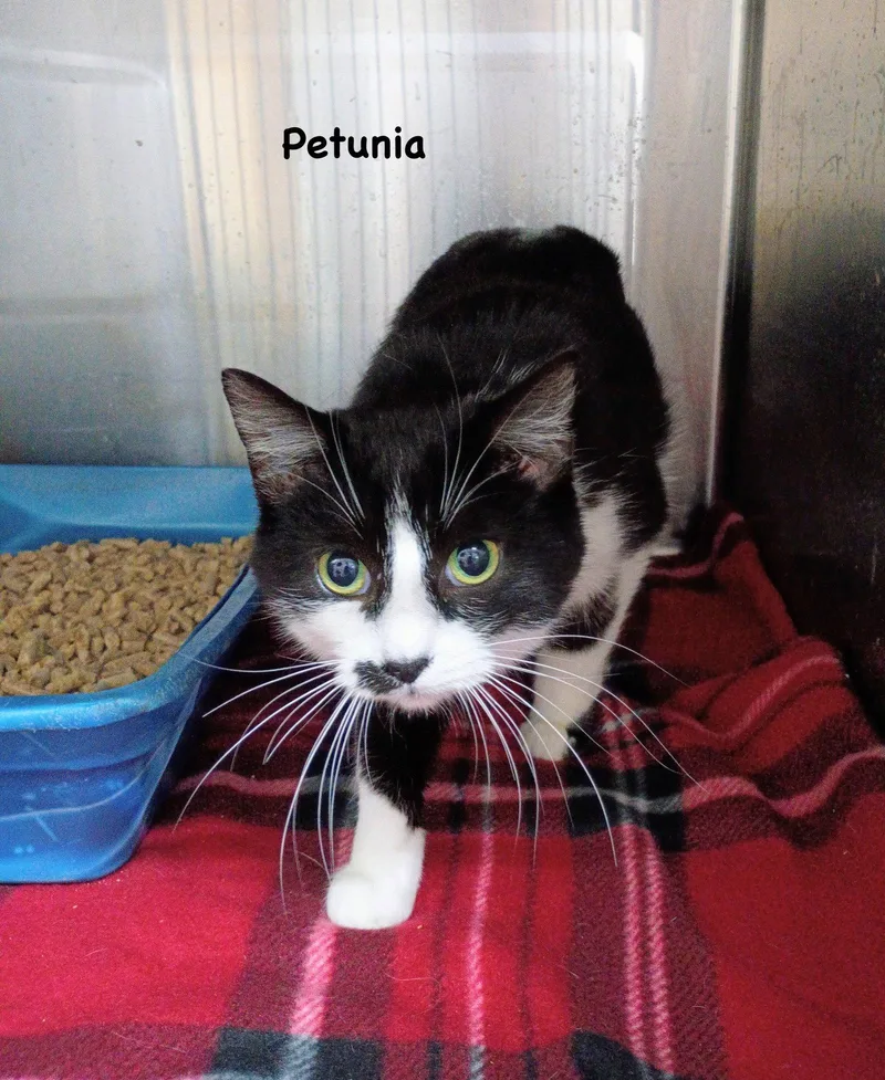 A young medium-sized female Domestic Short Hair cat named Petunia for adoption in Morehead, KY