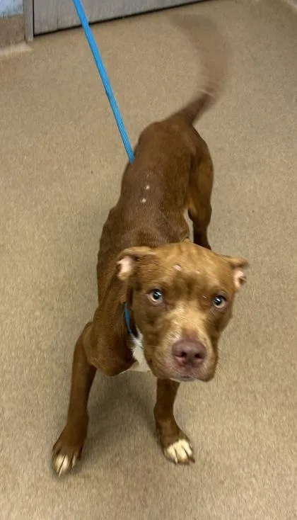 An adult medium-sized male Mixed Breed dog named Anders for adoption in Chamblee, GA