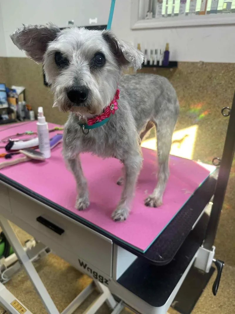 A senior small-sized female Gray / Blue / Silver Miniature Schnauzer dog named Cotton for adoption in Manhattan, KS