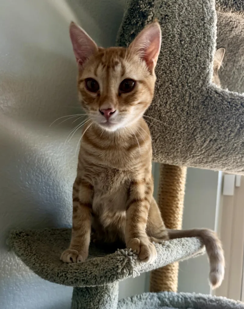 A baby medium-sized male Tabby (Orange / Red) Tabby cat named Roddy Rambler for adoption in Chandler, AZ