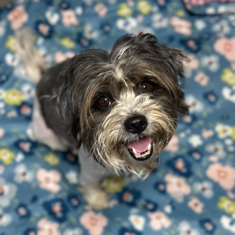 An adult small-sized female Black Shih Tzu dog named Lana for adoption in Newark, NJ