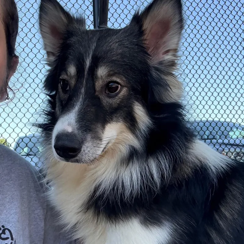 Shep