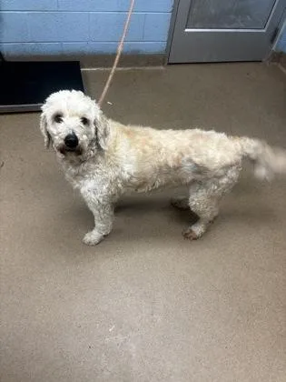 An adult large-sized female Mixed Breed dog named Vena for adoption in Chamblee, GA