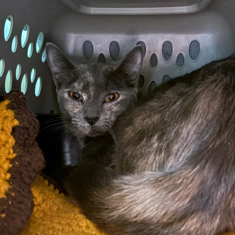 A young medium-sized female Tortoiseshell Domestic Short Hair cat named Hellen for adoption in Fairport, NY