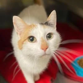 An adult medium-sized female Calico Domestic Short Hair cat named Blossom for adoption in Concord, NC