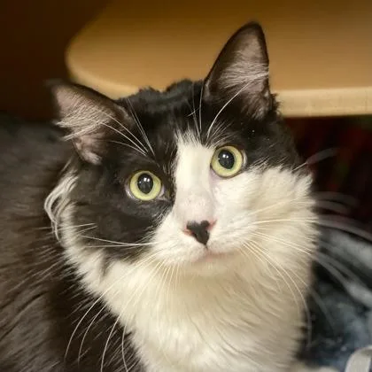 A young large-sized male Domestic Short Hair cat named Oreo for adoption in Burlington, WA