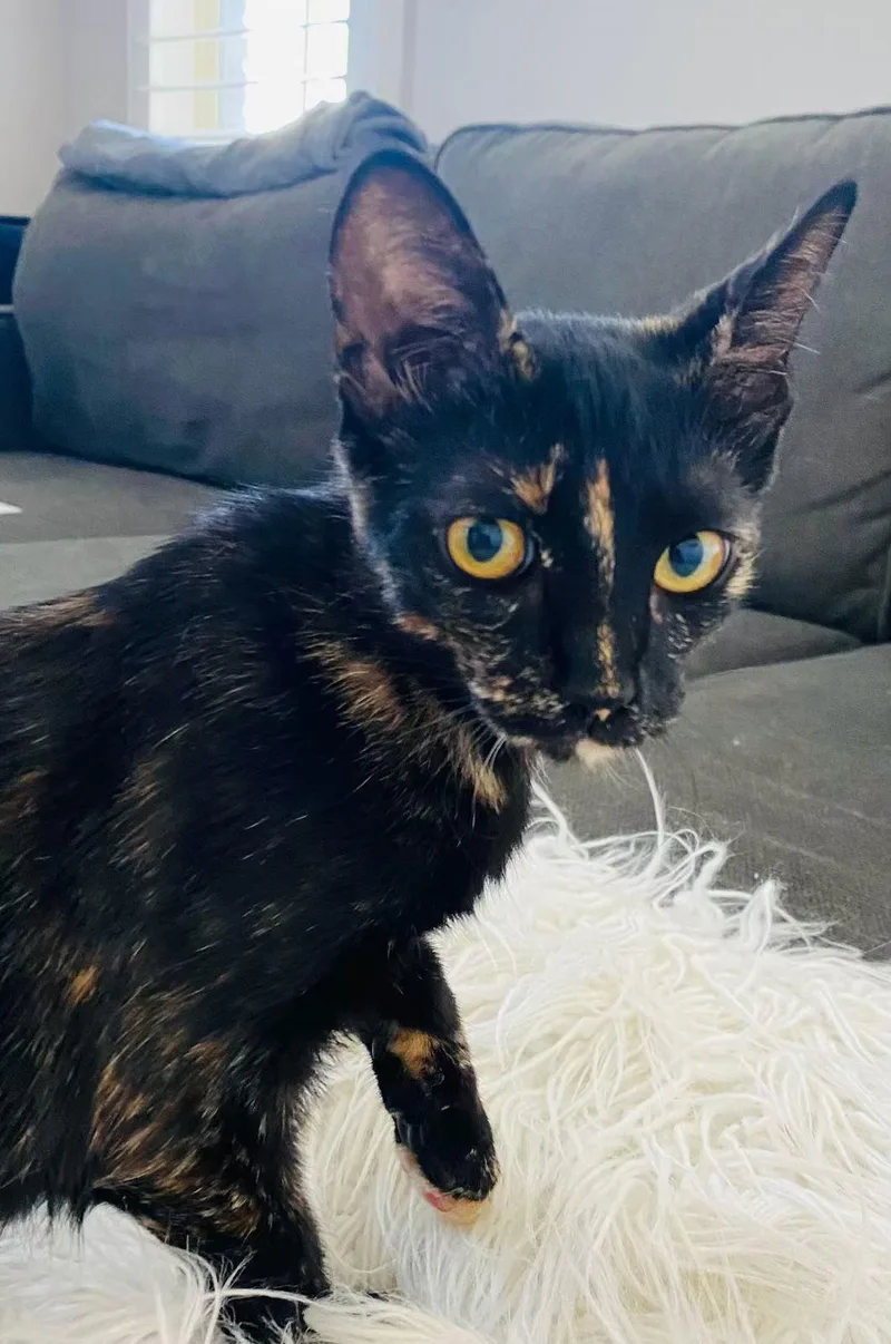 Zezzette thumbnail 3