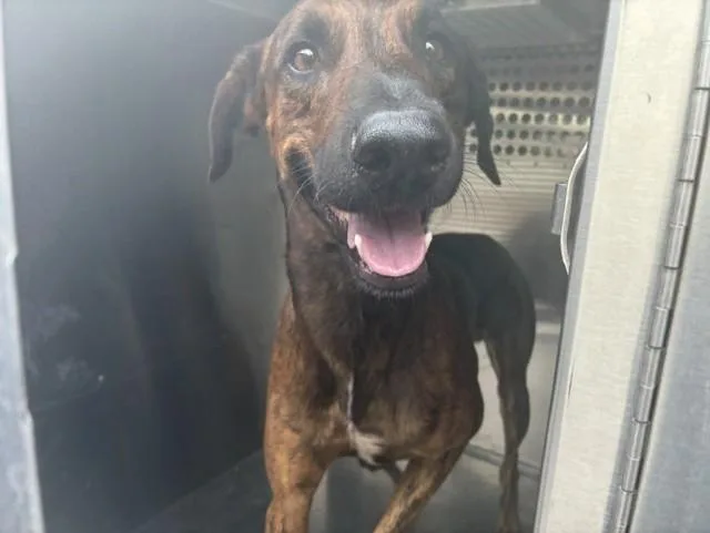 A young large-sized male German Shorthaired Pointer dog named Rex for adoption in Mesa, AZ