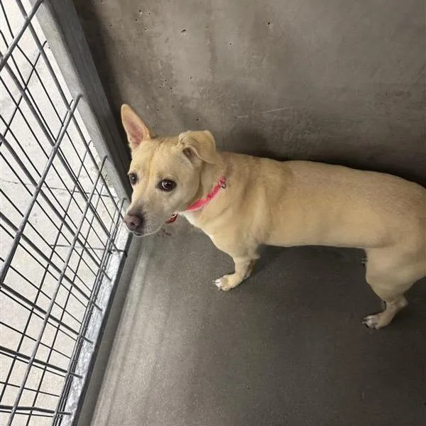 An adult small-sized female Yellow / Tan / Blond / Fawn Mixed Breed dog named Poukah A for adoption in Mission Hills, CA
