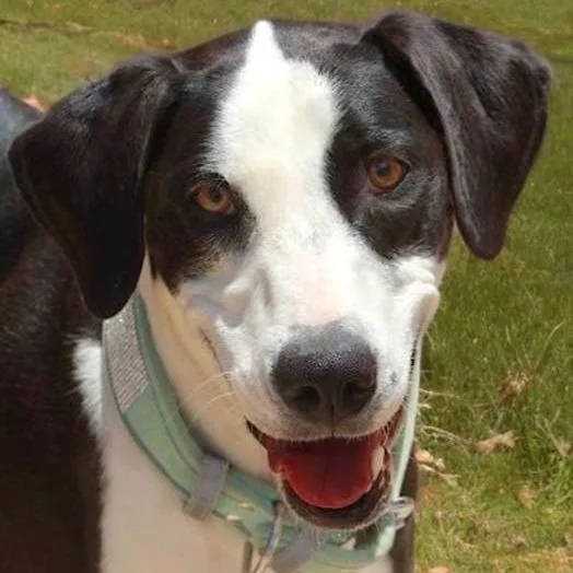 An adult medium-sized female Black Collie dog named Xena for adoption in Kanab, UT