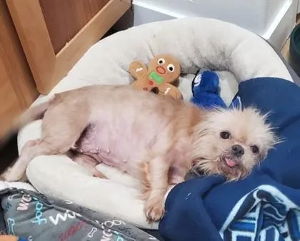 A senior small-sized female Brussels Griffon dog named Macy for adoption in Hillsboro, OR