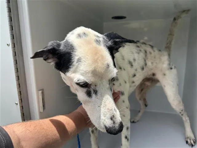 A young large-sized male Dalmatian dog named A for adoption in Houston, TX