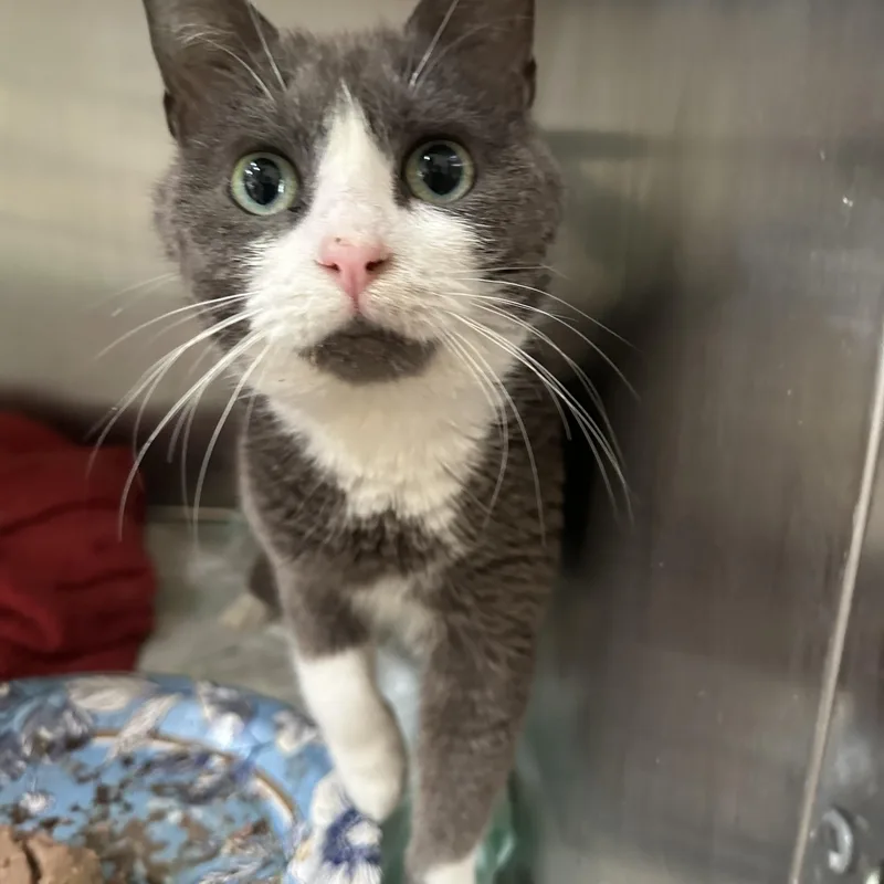 Blizzard thumbnail 3