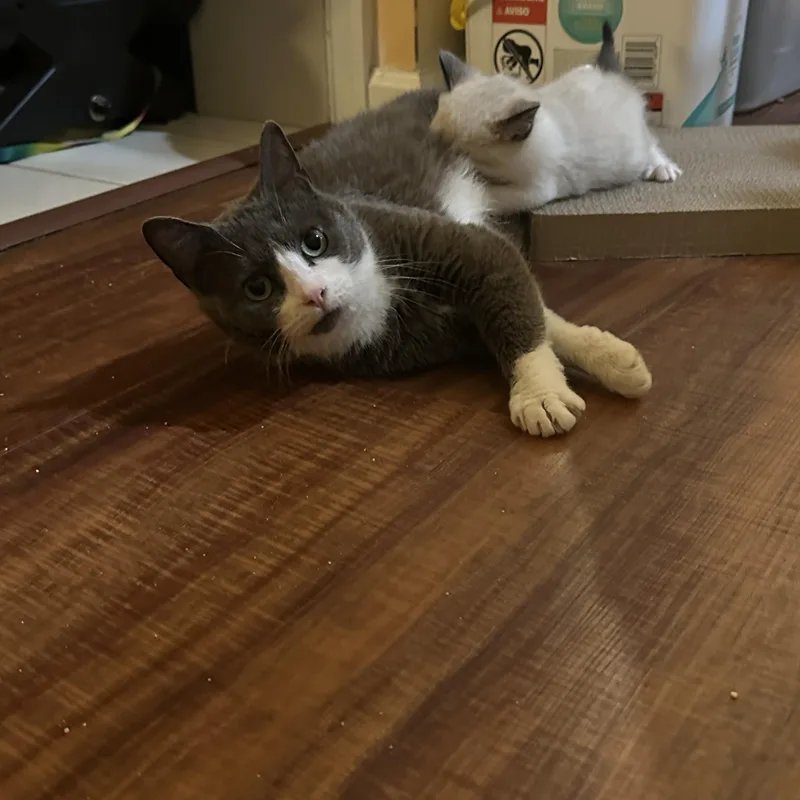 Blizzard thumbnail 4