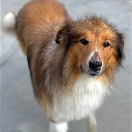 A senior large-sized male Tricolor (Brown, Black, & White) Rough Collie dog named Redd for adoption in Hackensack, MN