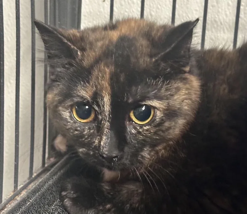 A young medium-sized female Domestic Short Hair cat named Ginger for adoption in Saginaw, MI