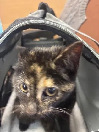 A baby small-sized female Domestic Short Hair cat named Suga for adoption in Chamblee, GA