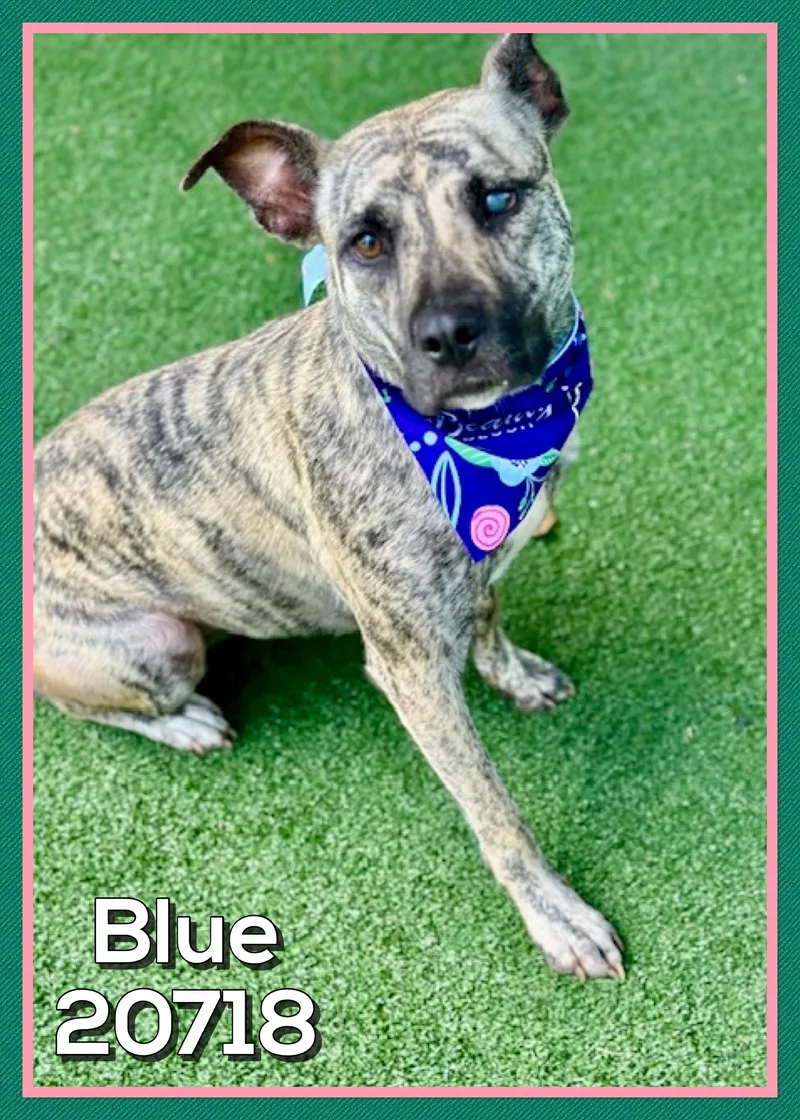 An adult medium-sized female Brindle Mountain Cur dog named Blue for adoption in Marietta, GA