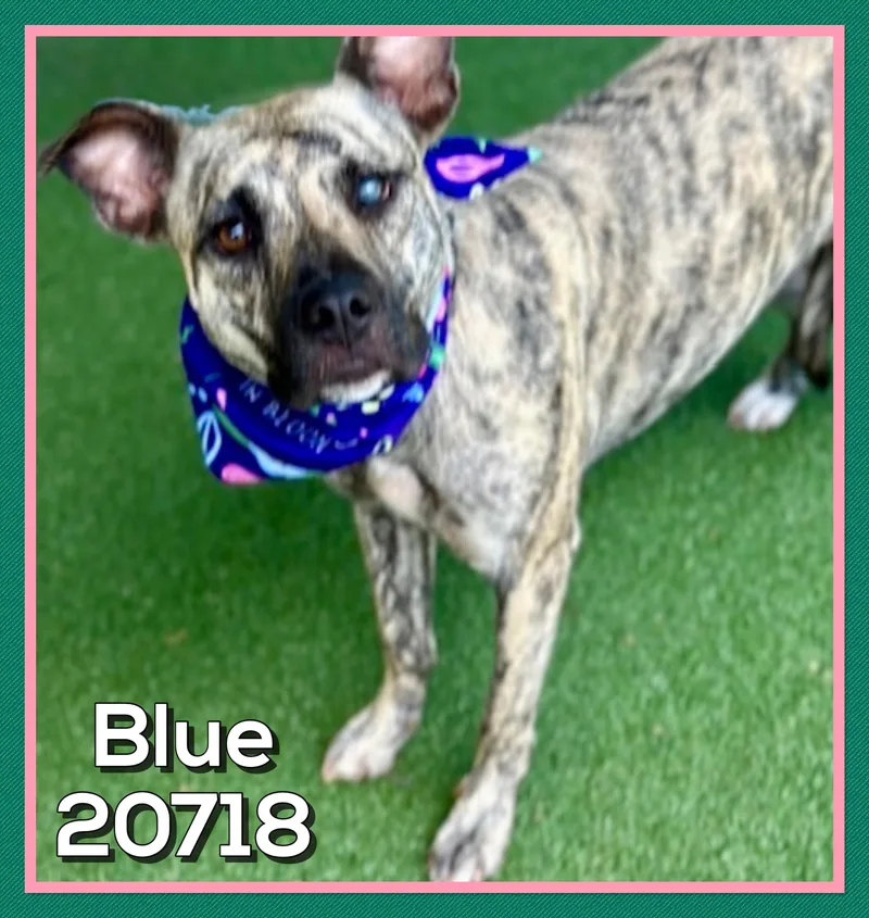 Blue thumbnail 3