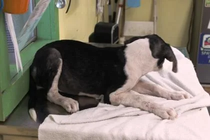 A baby medium-sized male Labrador Retriever dog named Duffy for adoption in Picayune, MS