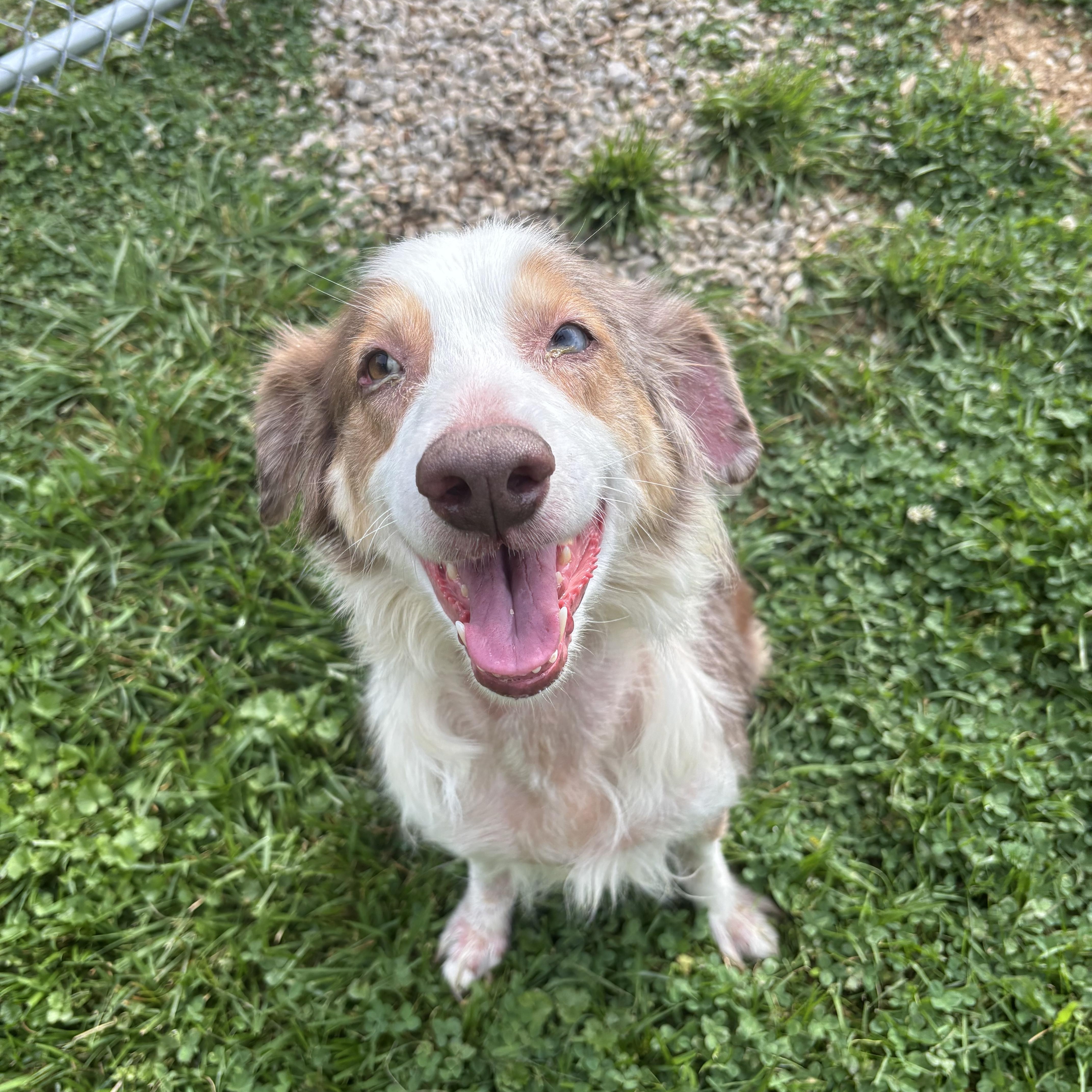 A senior medium-sized female Merle (Red) Australian Shepherd dog named Peach Fuzz for adoption in Circleville, OH