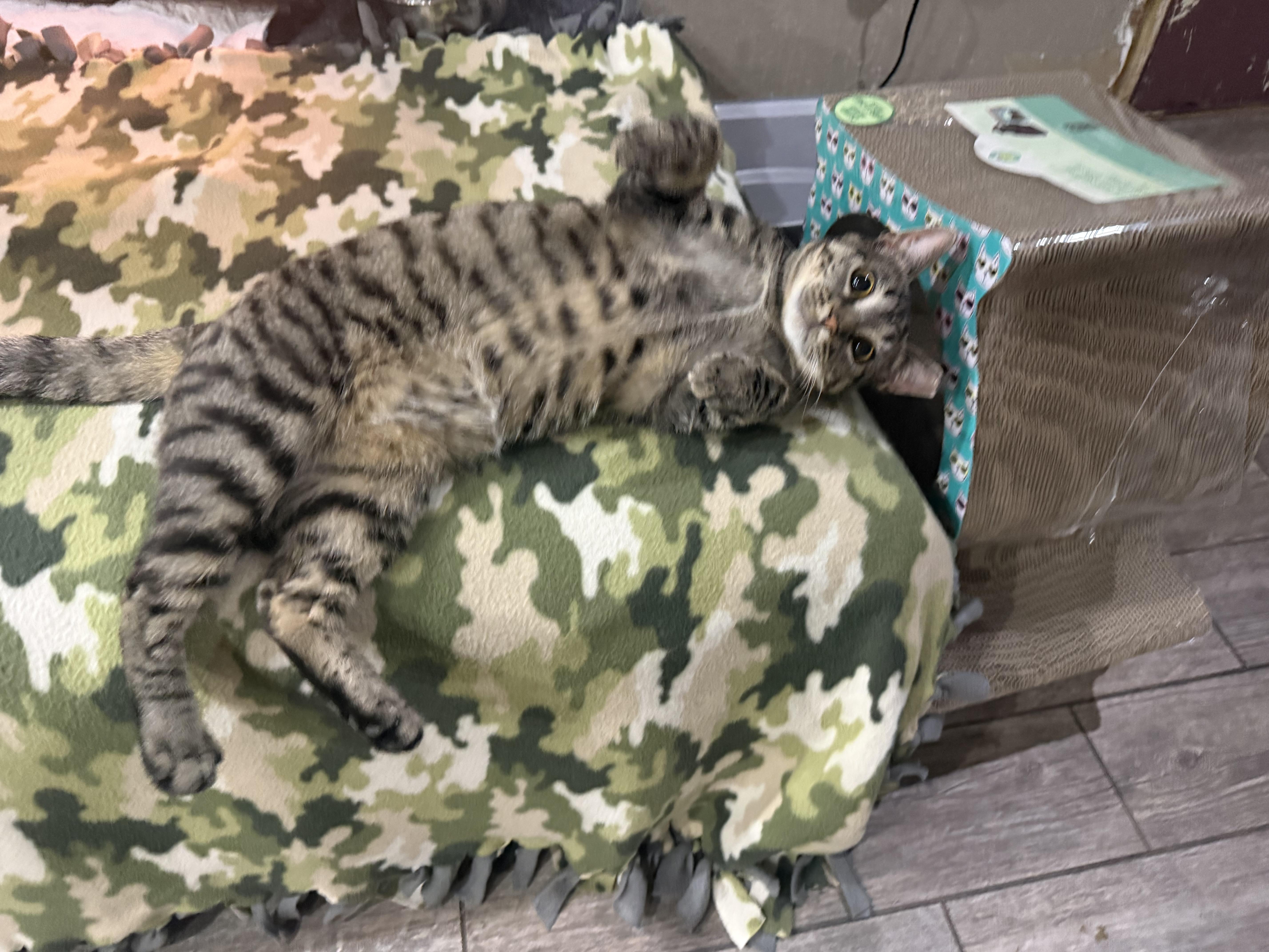 A young medium-sized male Domestic Short Hair cat named Mustang for adoption in Blaine, MN