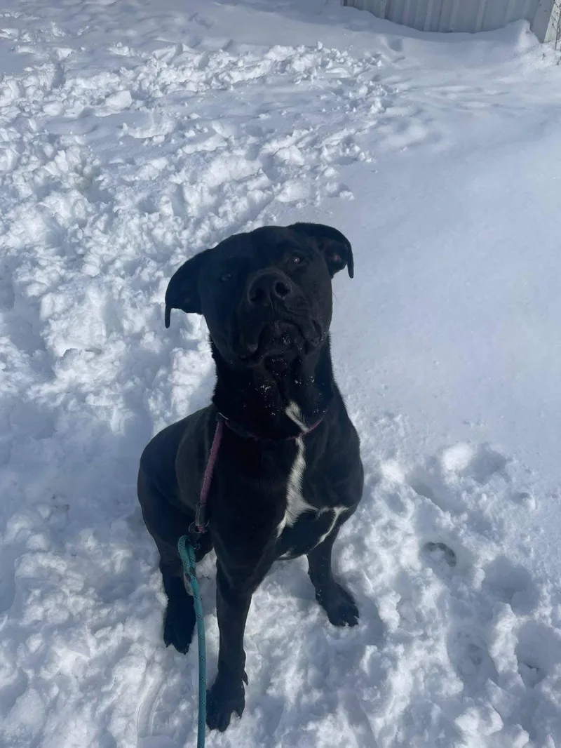 An adult large-sized male Black Rottweiler dog named Bear for adoption in Roachdale, IN