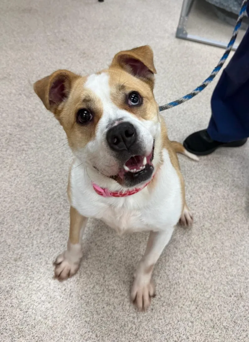 An adult medium-sized female Australian Shepherd dog named Coco Bell for adoption in Teterboro, NJ