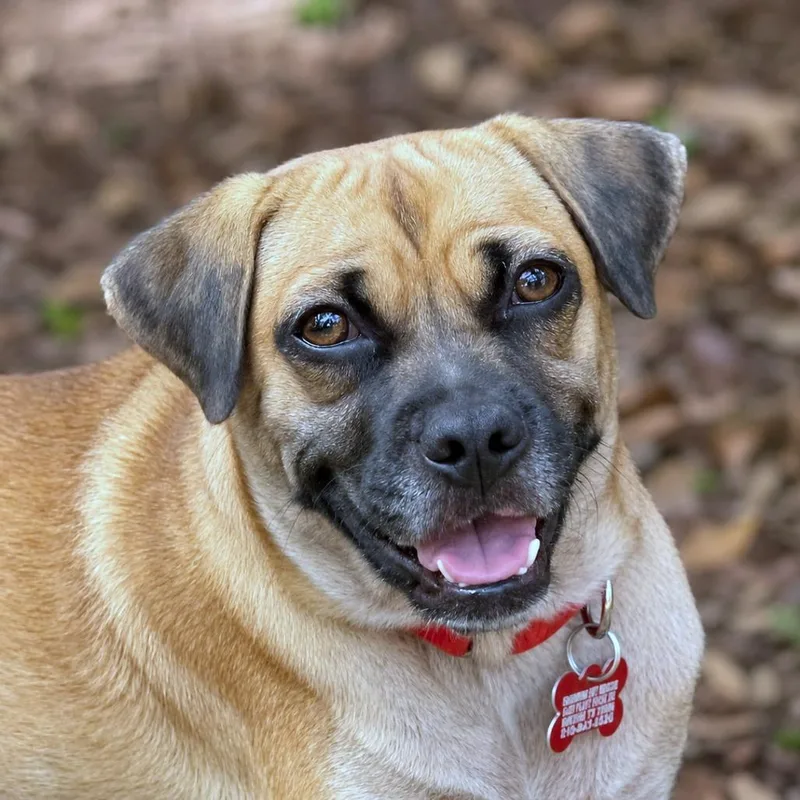 An adult small-sized female Brown / Chocolate Pug dog named Rockette for adoption in Boerne, TX