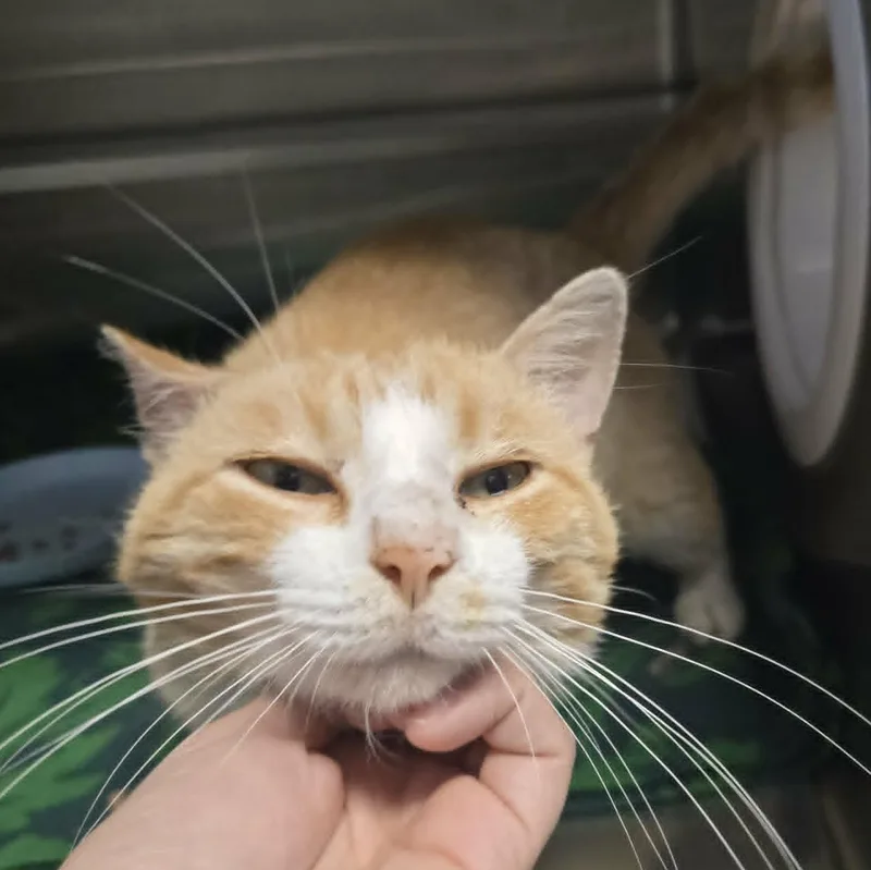 A young medium-sized male Buff & White Domestic Short Hair cat named Tim for adoption in Watertown, WI
