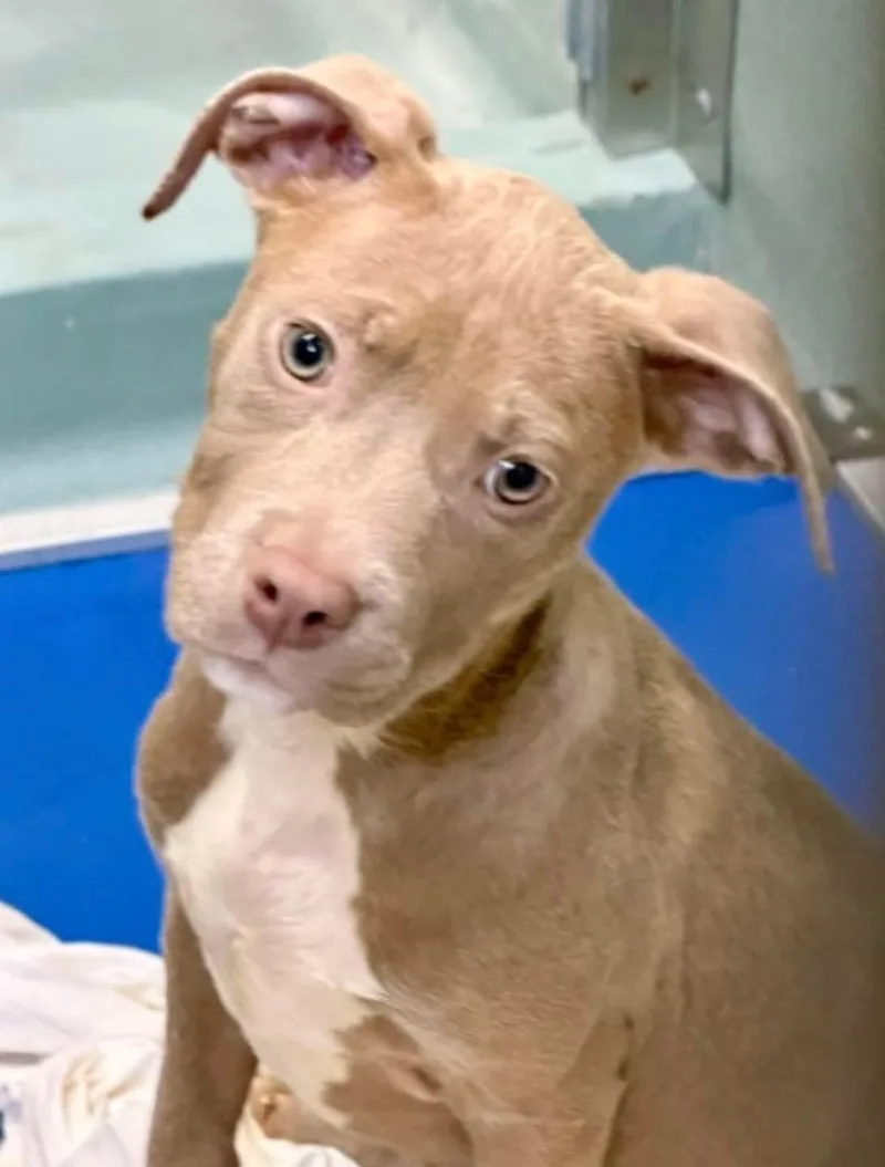 A baby medium-sized female American Staffordshire Terrier dog named Poppi for adoption in Lutz, FL
