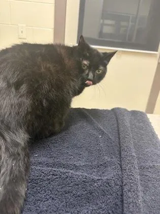 An adult medium-sized male Domestic Short Hair cat named Notorious C.a.t. for adoption in Westland, MI