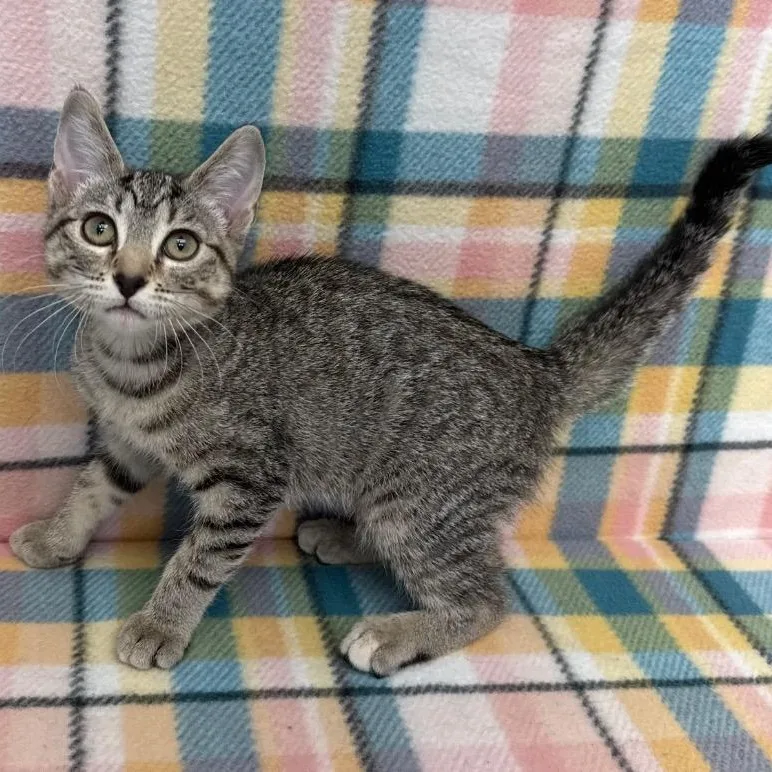 A baby medium-sized female Tabby (Brown / Chocolate) Domestic Short Hair cat named Sylvia for adoption in Benld, IL