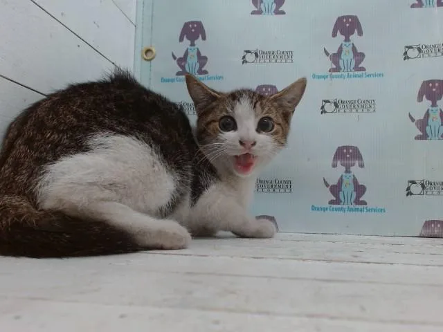 A baby small-sized female Domestic Short Hair cat named A for adoption in Orlando, FL