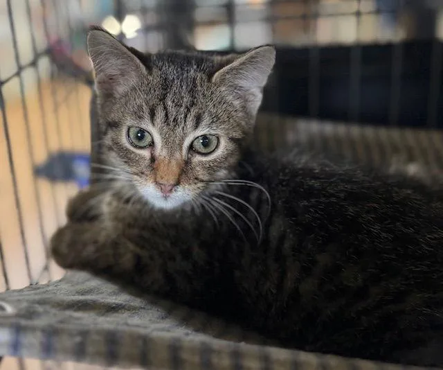 A young medium-sized female Tabby cat named Tamora for adoption in Apollo, PA