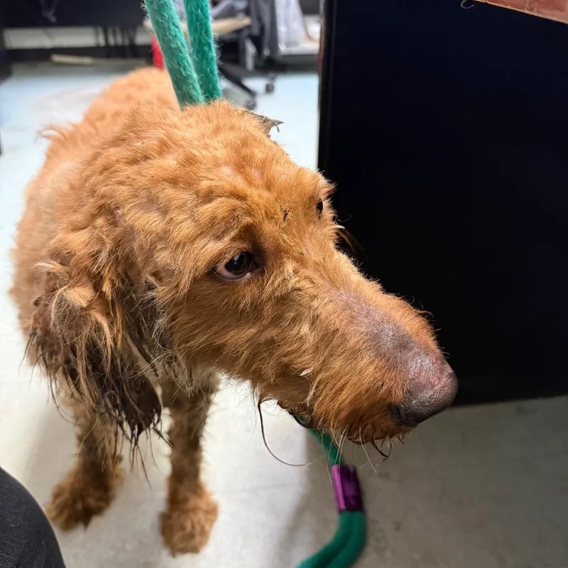 An adult large-sized male Yellow / Tan / Blond / Fawn Standard Poodle dog named Marlow for adoption in Philadelphia, PA