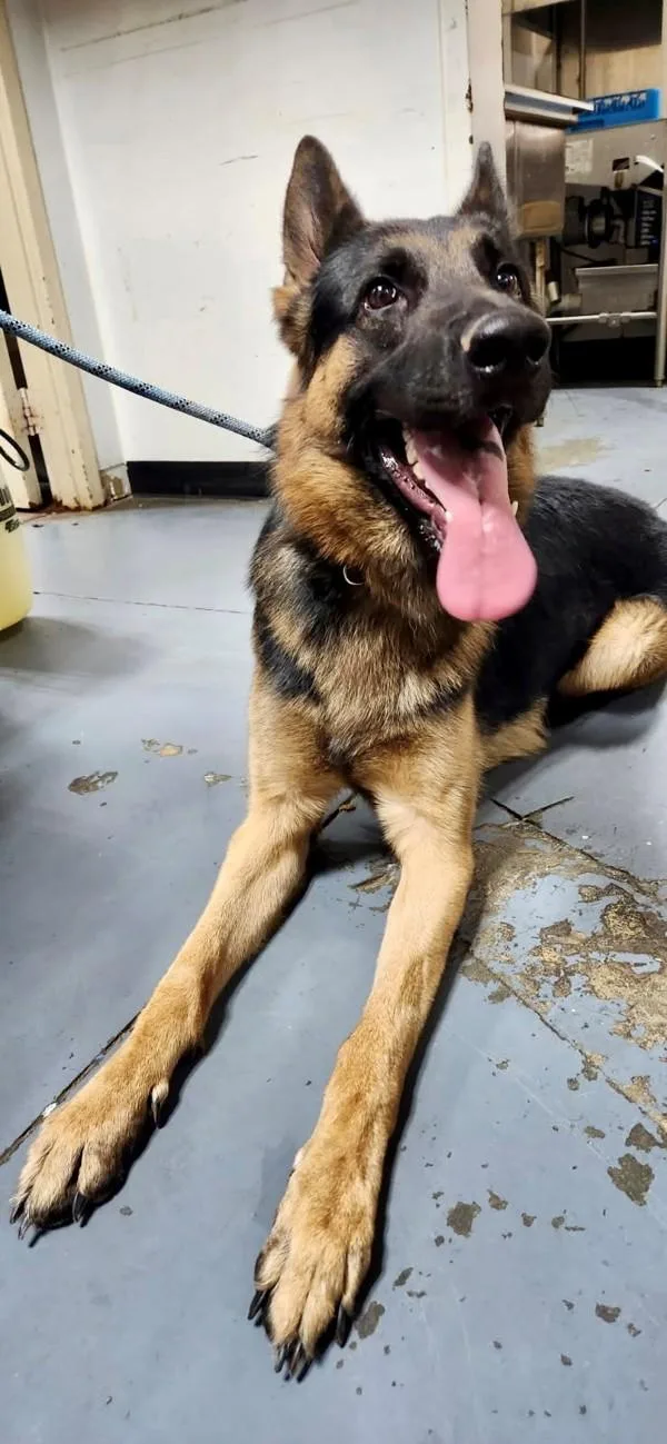 An adult large-sized male German Shepherd Dog dog named Noah for adoption in Dallas, GA